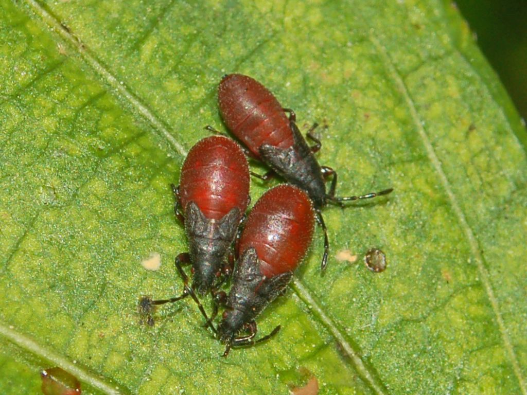 Neanidi di Pyrrhocoris apterus?